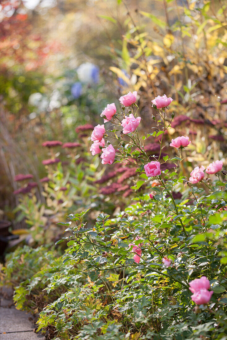 Pink-flowering rose in autumnal garden