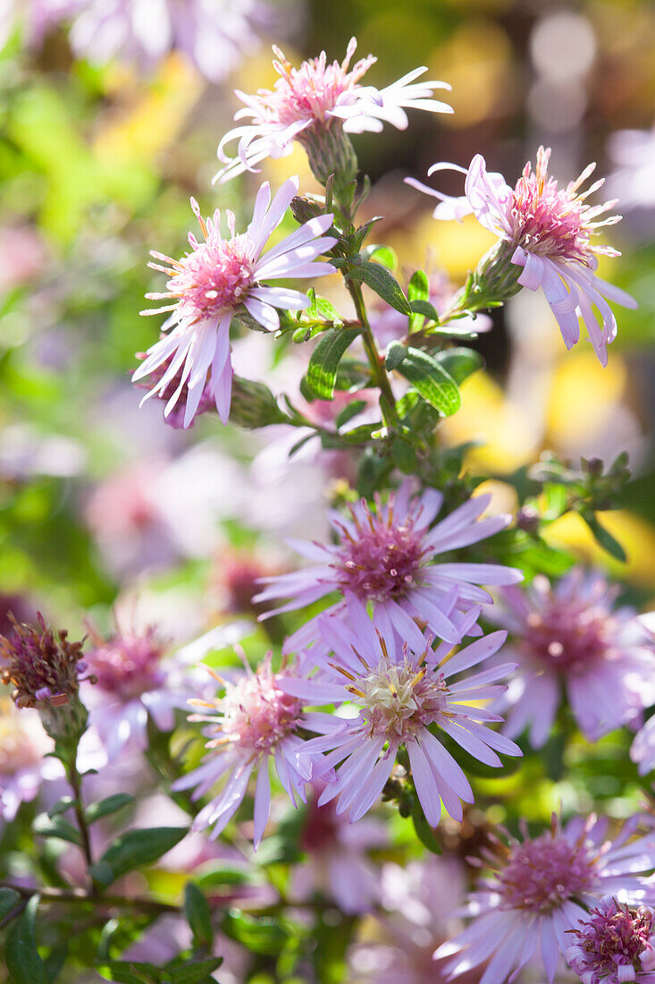 Pink autumn asters