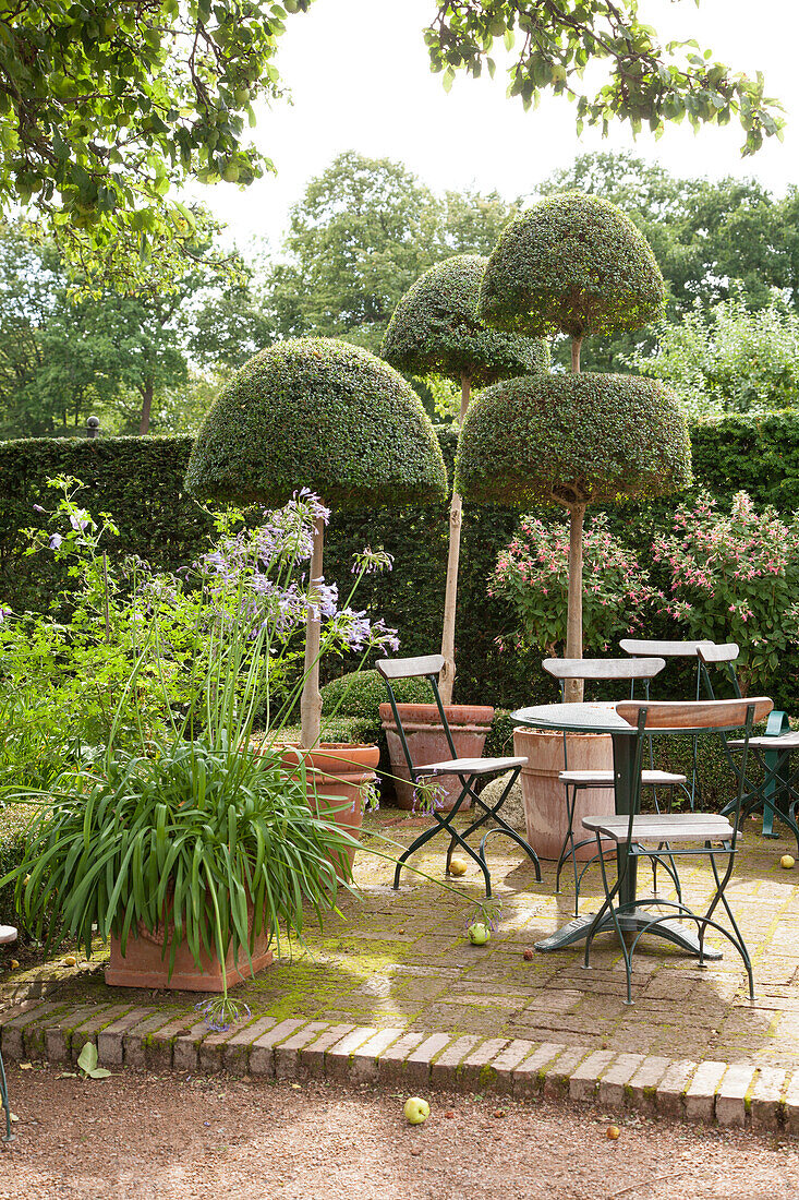Metall-Klappstühlen um runden Gartentisch und formgeschnittenen Buchsbäumchen in sommerlichem Garten