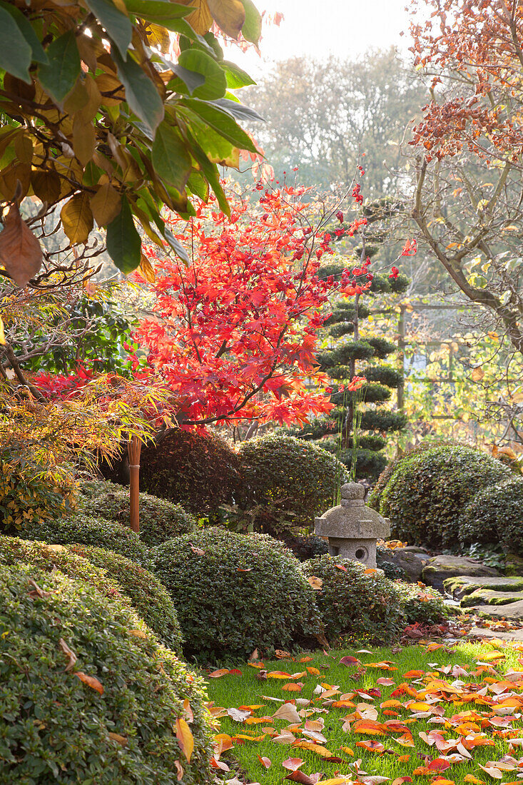 Oriental-style, autumnal garden