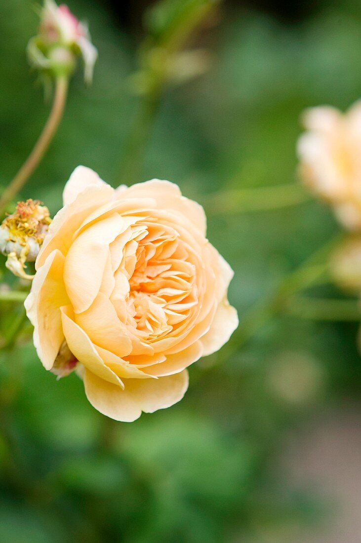 Apricot rose 'Crown Princess Margareta'
