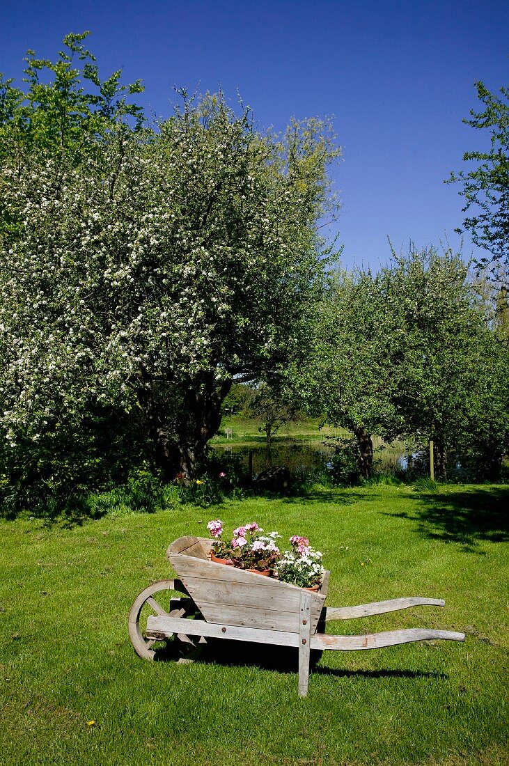 Holz-Schubkarre mit Blumentöpfen dekoriert auf grüner Wiese in blühendem Obstgarten