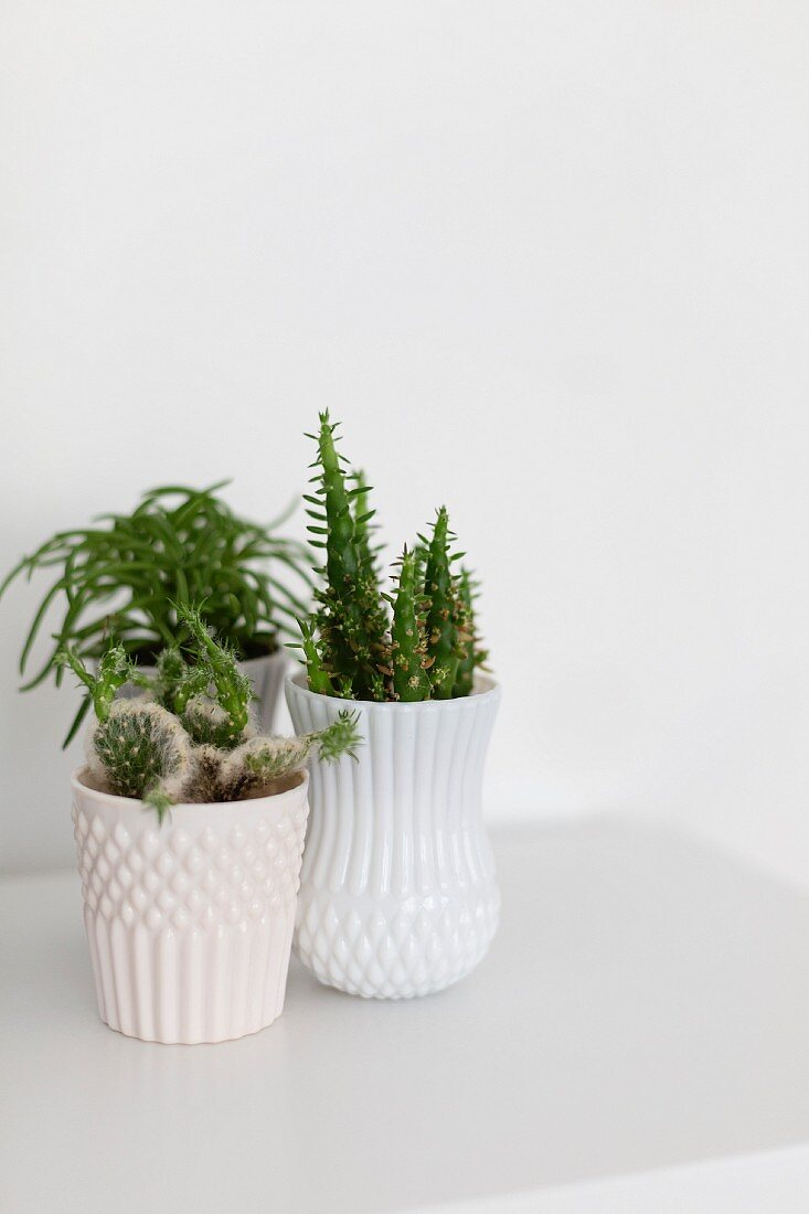 Three succulents in white pots with structured surfaces