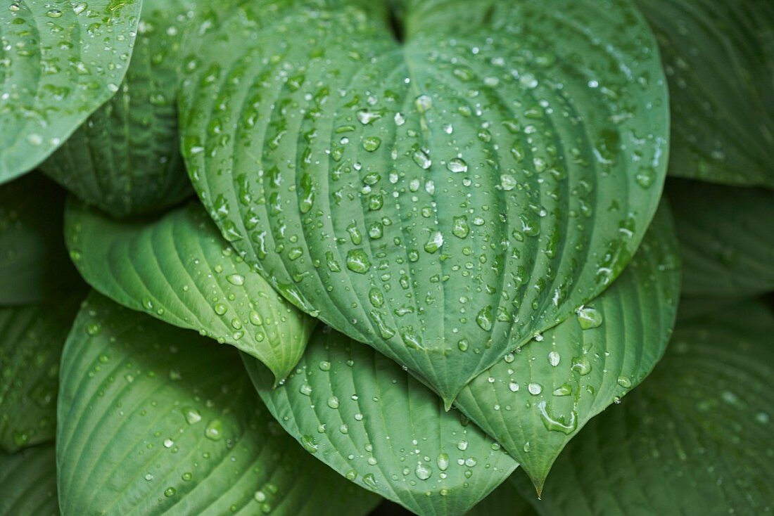 Raindrops on heart-shaped hosta leaves