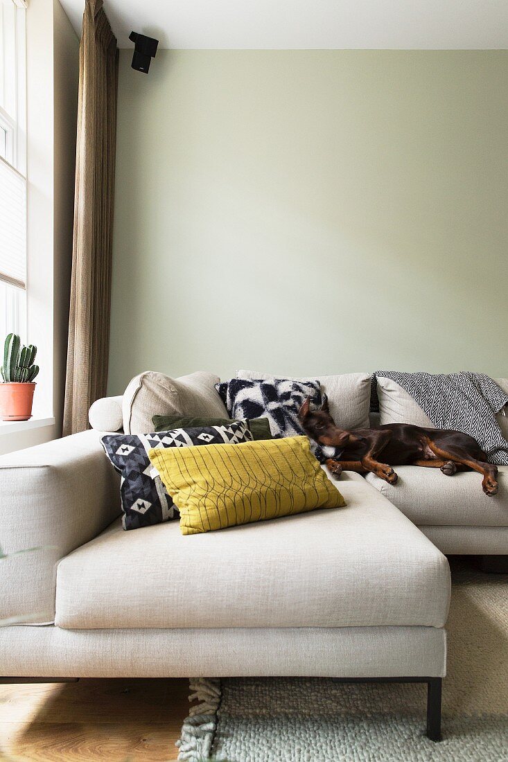 Dog lying on pale sofa in front of pale green wall