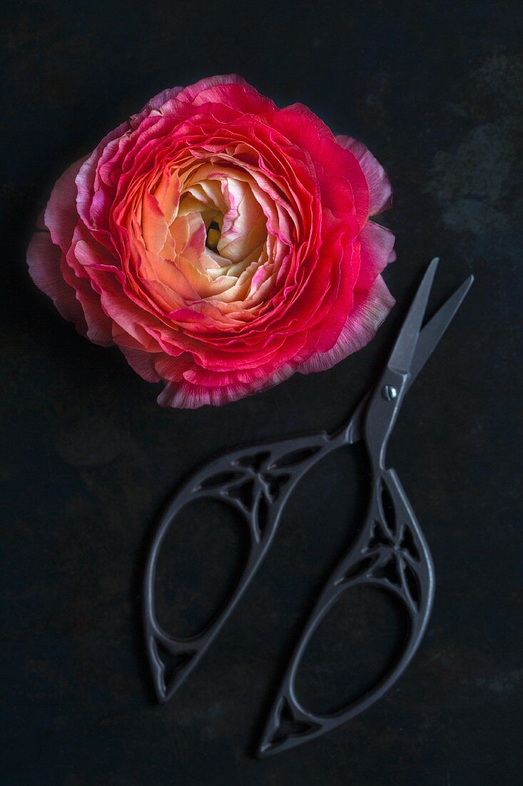 Pink ranunculus flower and ornate scissors on black surface