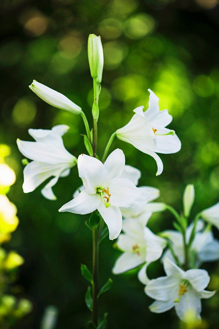 White lily flowers