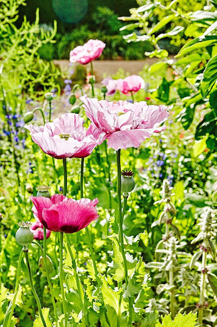 Pinkfarbene Mohnblumen in sommerlichem Garten