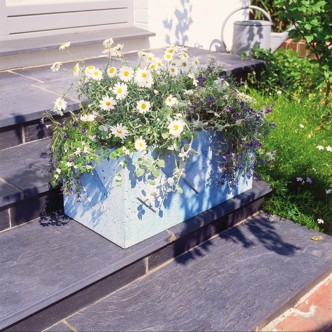 Ox-eye daisies and lobelia in hand-made concrete planting trough on steps