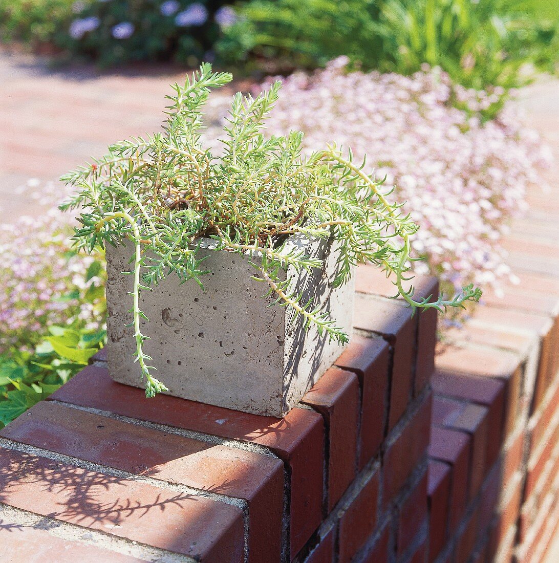 DIY-Pflanzwürfel aus Beton mit Sedum