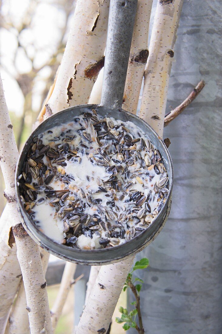 Vintage pan filled with coconut oil and bird food hung from slender birch trunks