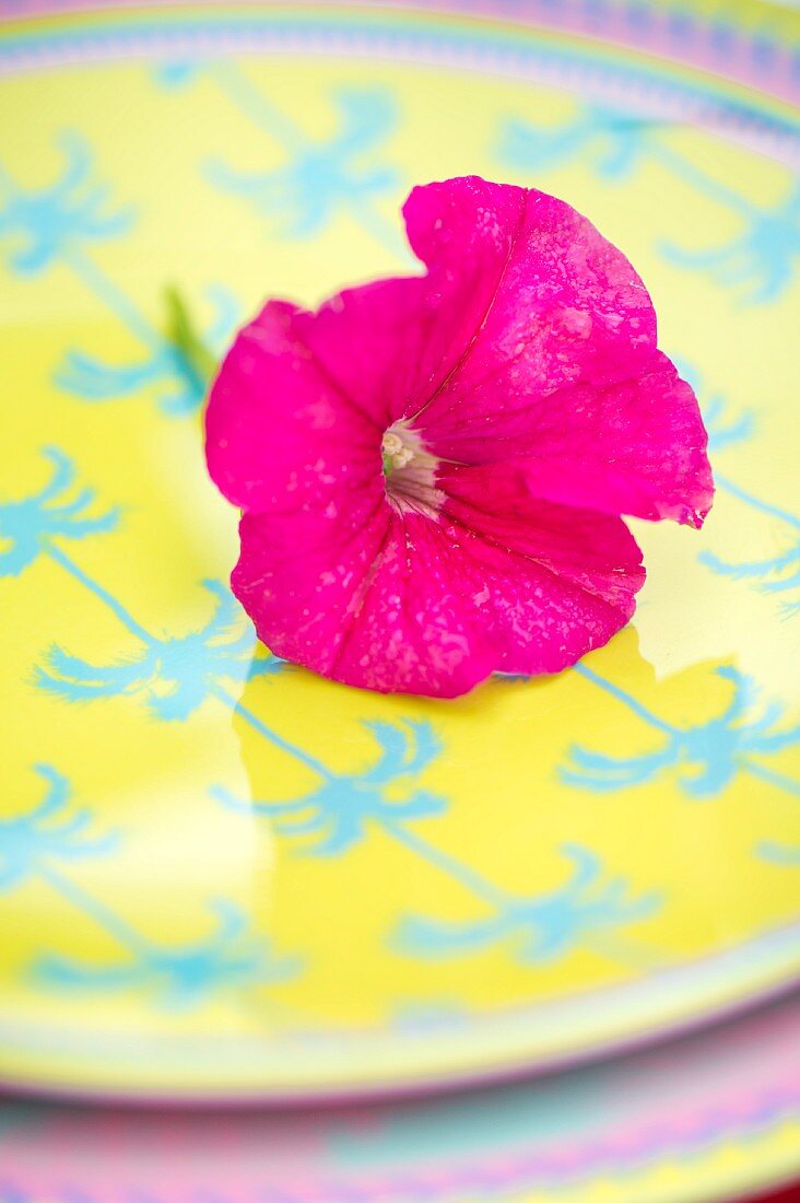 Pink petunia flower on ´plate with blue and yellow pattern of palm trees
