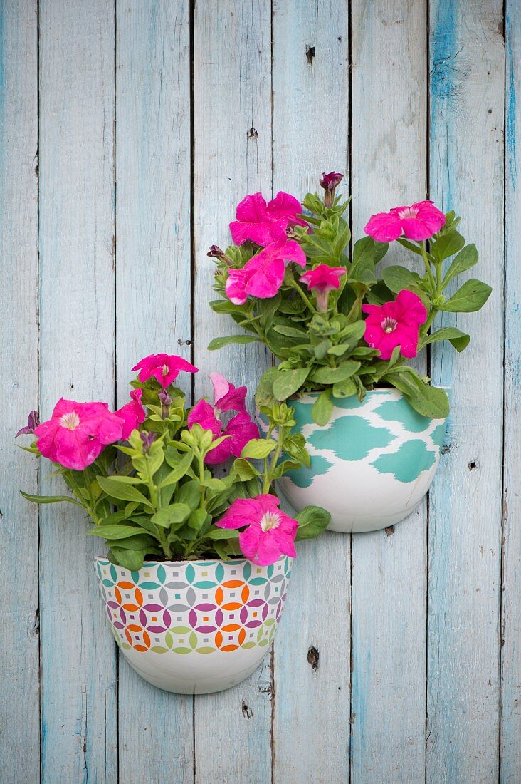 Pink petunias in planters mounted on board wall
