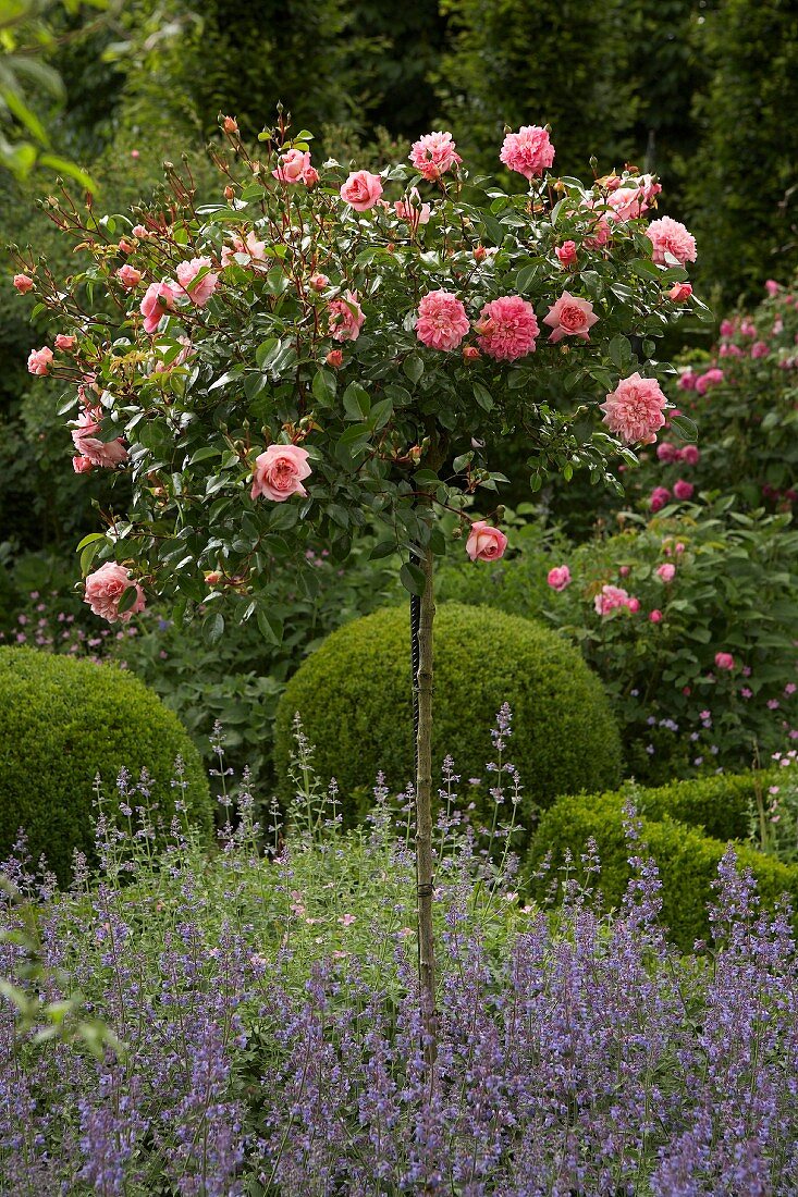Standard rose in lavender bed in front of box balls