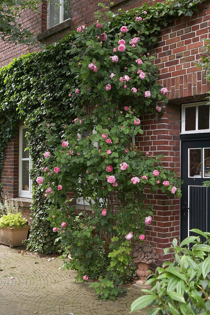 Roses and ivy climbing over brick façade