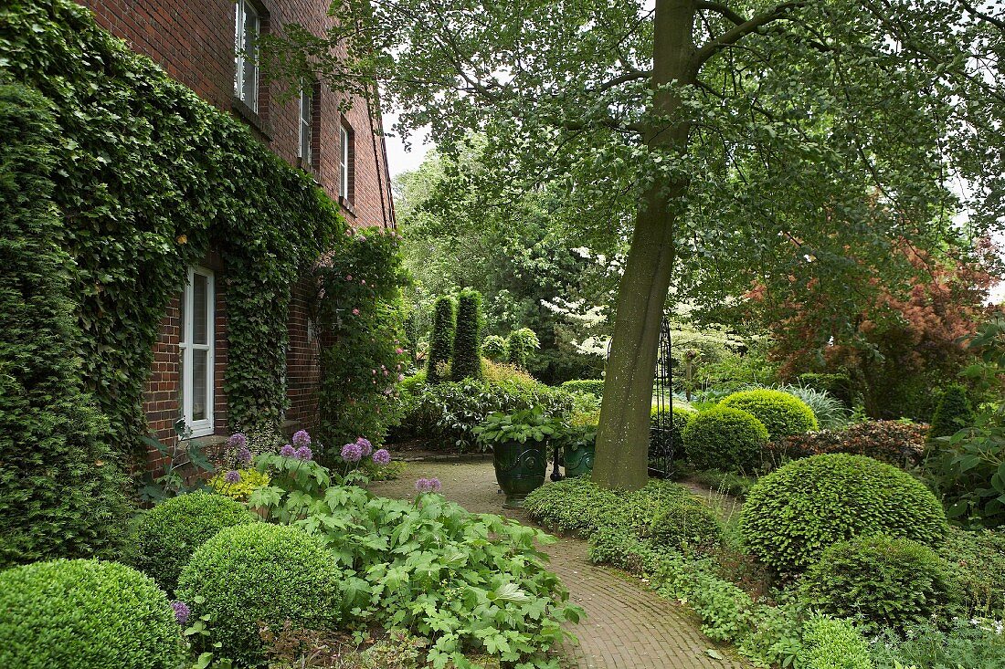 Paved path leading past herbaceous borders, box spheres and old beech tree to ivy-covered brick façade