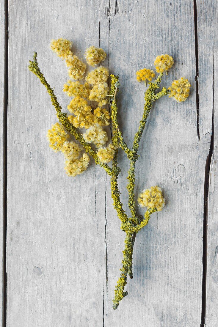Dried everlasting flowers and lichen-covered branch lying on old board