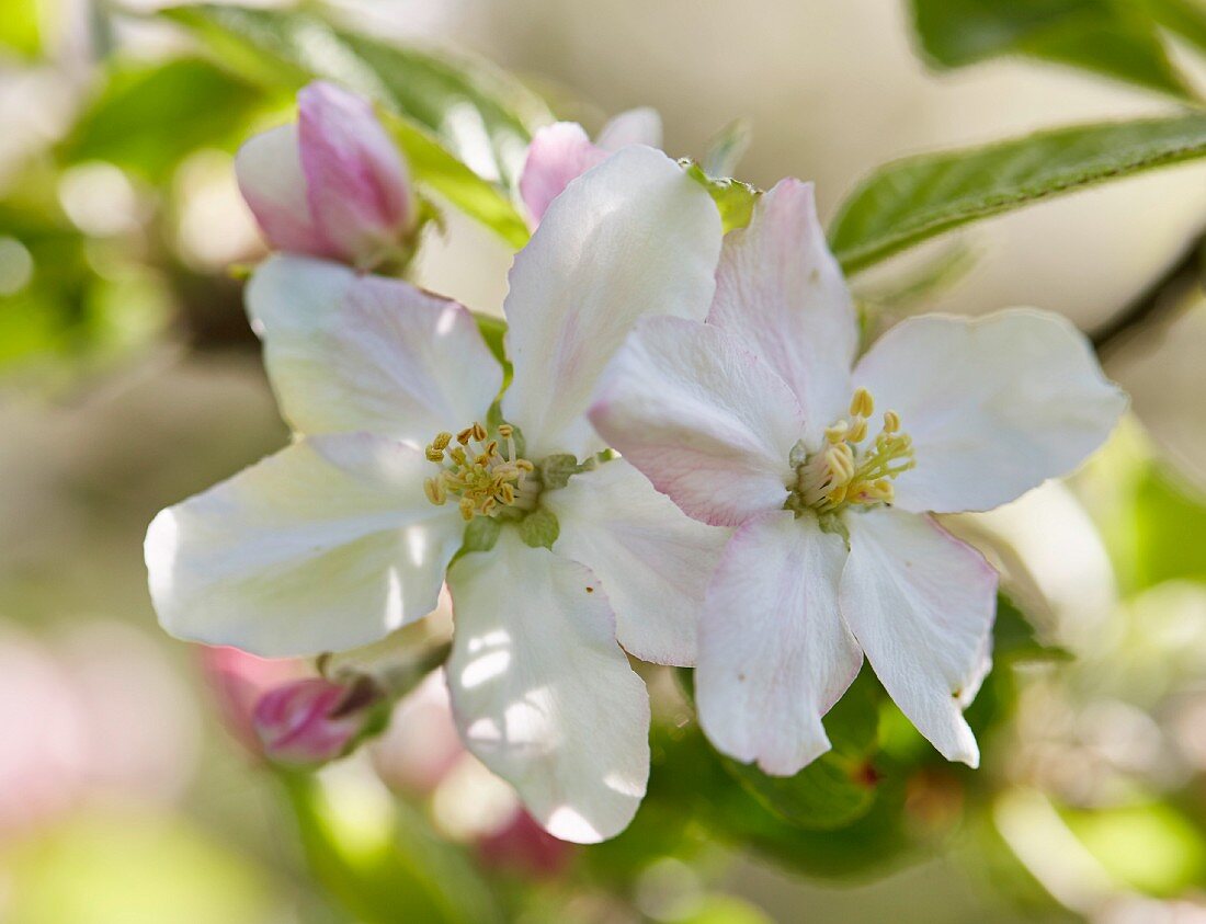 Fruit blossom (close-up)