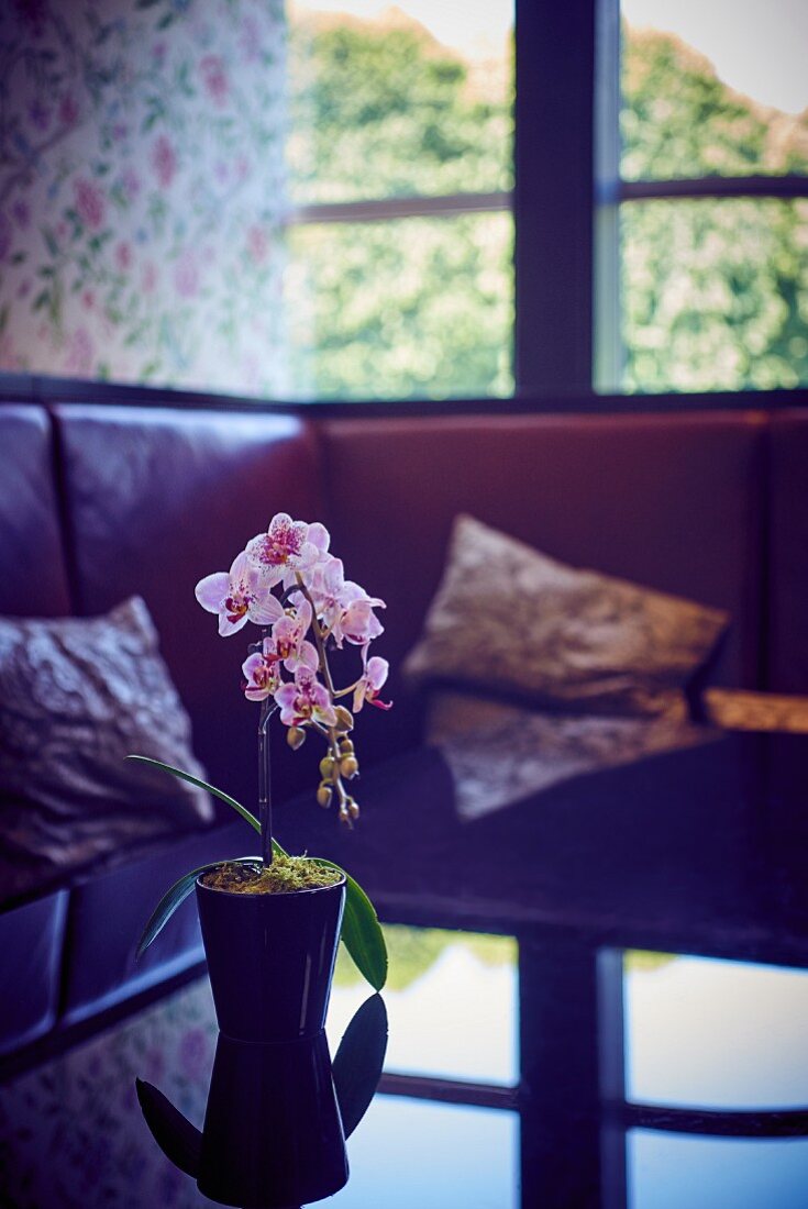 Potted orchid on glass table in front of sofa