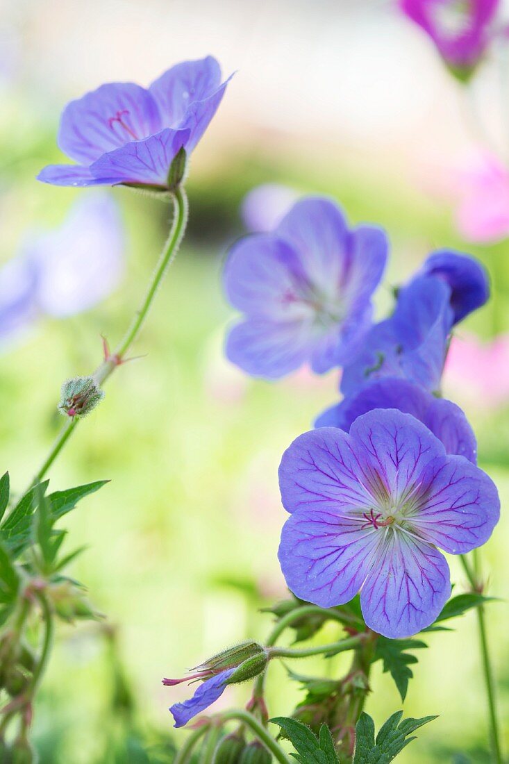 Purple-flowering geranium 'Gesien'