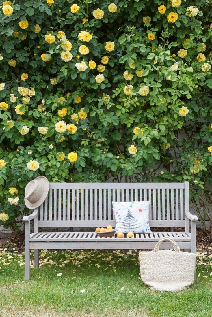 Holzbank vor gelbem Rosenstrauch an einer Hauswand im Garten