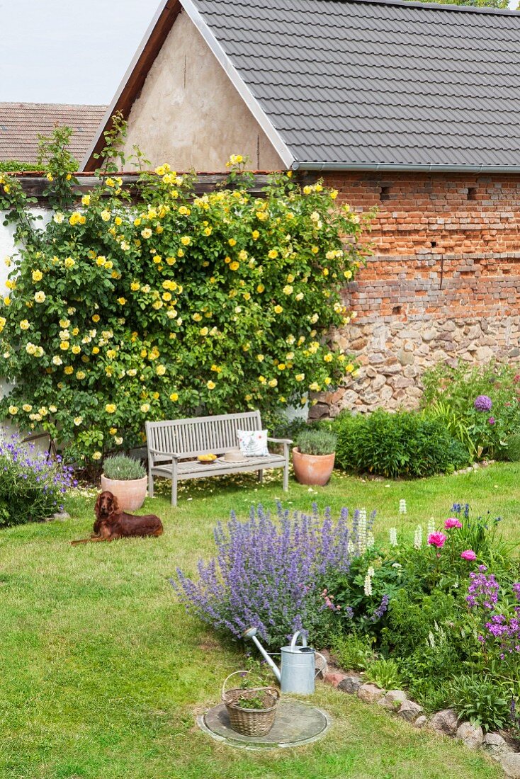 Dog lying on lawn in cottage garden adjoining old barn
