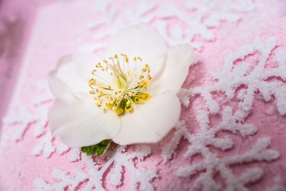 Christrosenblüte auf Deko-Schneeflockenmotiv