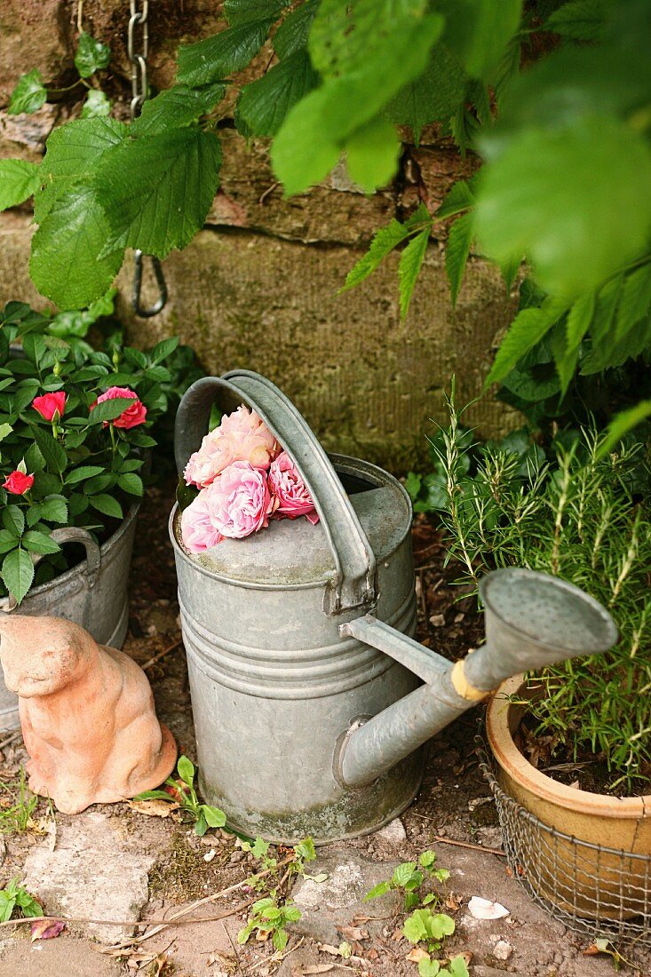 Zinkgiesskanne gefüllt mit duftenden Rosen