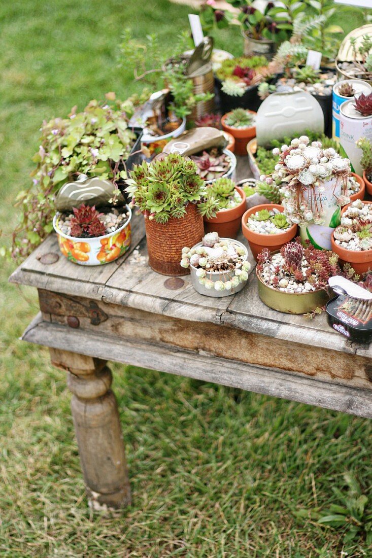 Succulents planted in tin cans on old wooden table