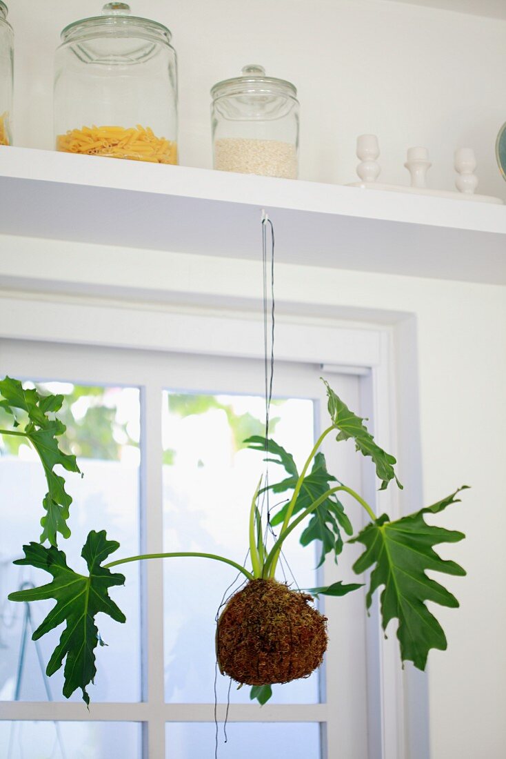 Pflanze mit Wurzelballen vor Fenster, an weisser Ablage aufgehängt