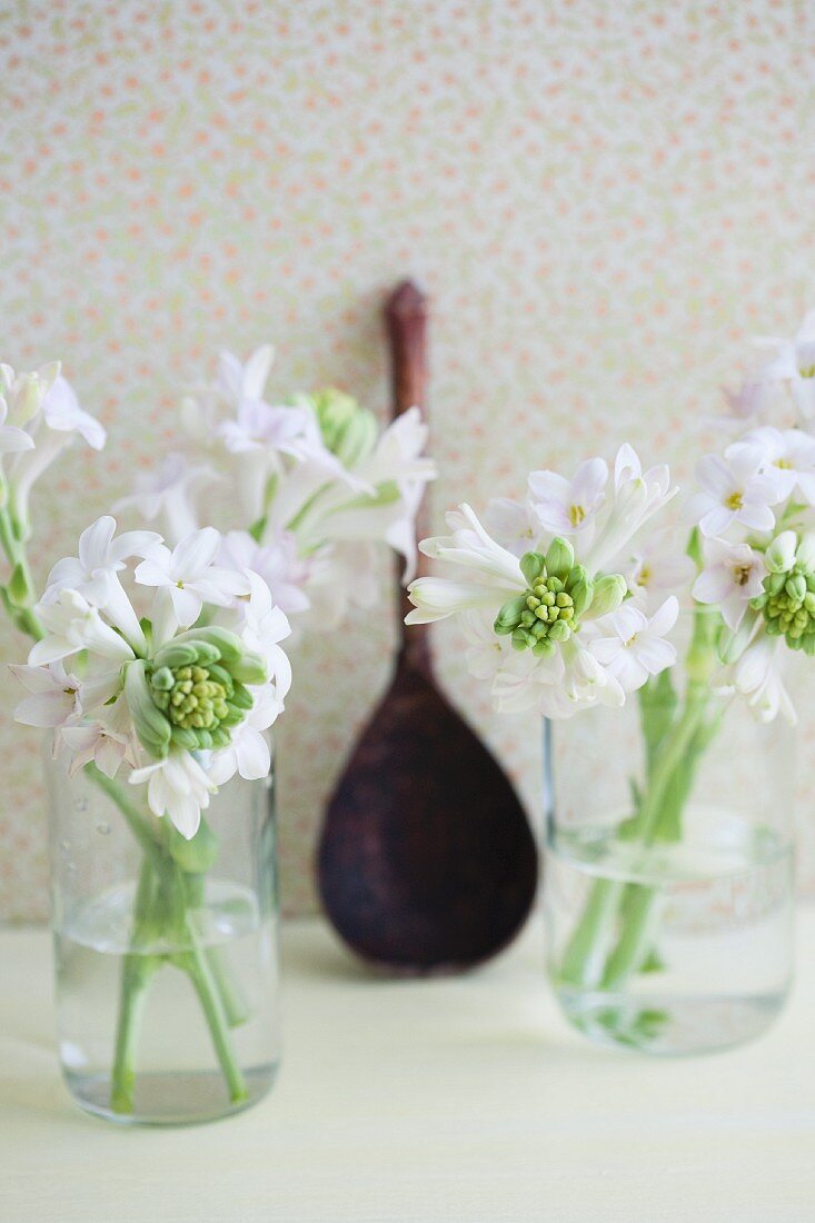White hyacinths growing in glasses of water