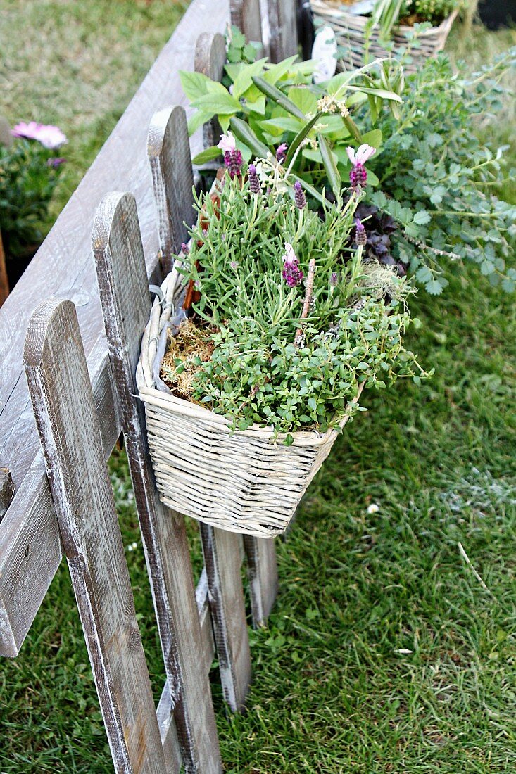 White basket planted with French lavender hanging on garden fence