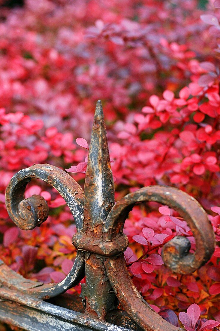 Wrought iron ornament on metal fence in front of shrub with red autumn foliage