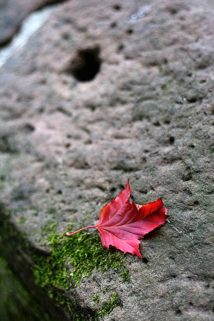 Ein Herbstblatt auf Steinmauer