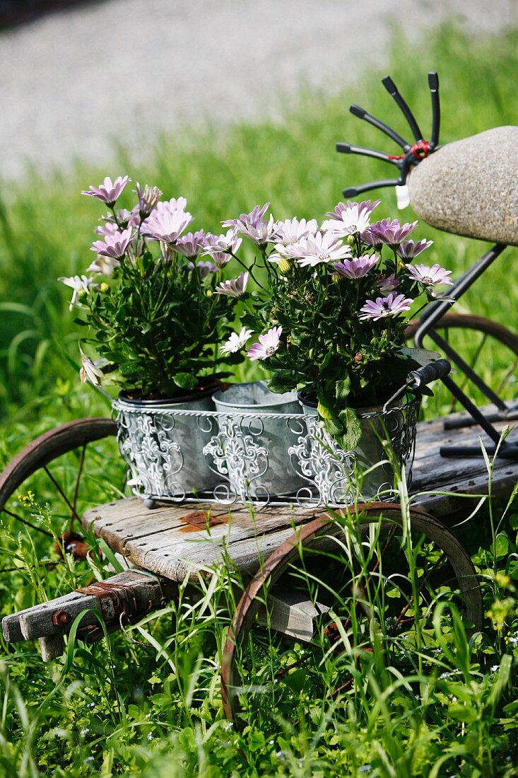 Lilac-flowering plant in zinc pots on vintage bicycle trailer outside