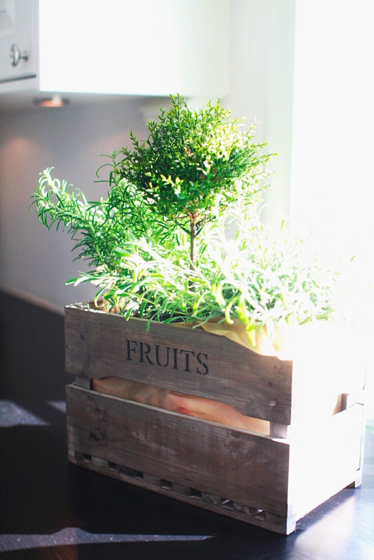 Sunlight falling on herb plant in vintage wooden crate