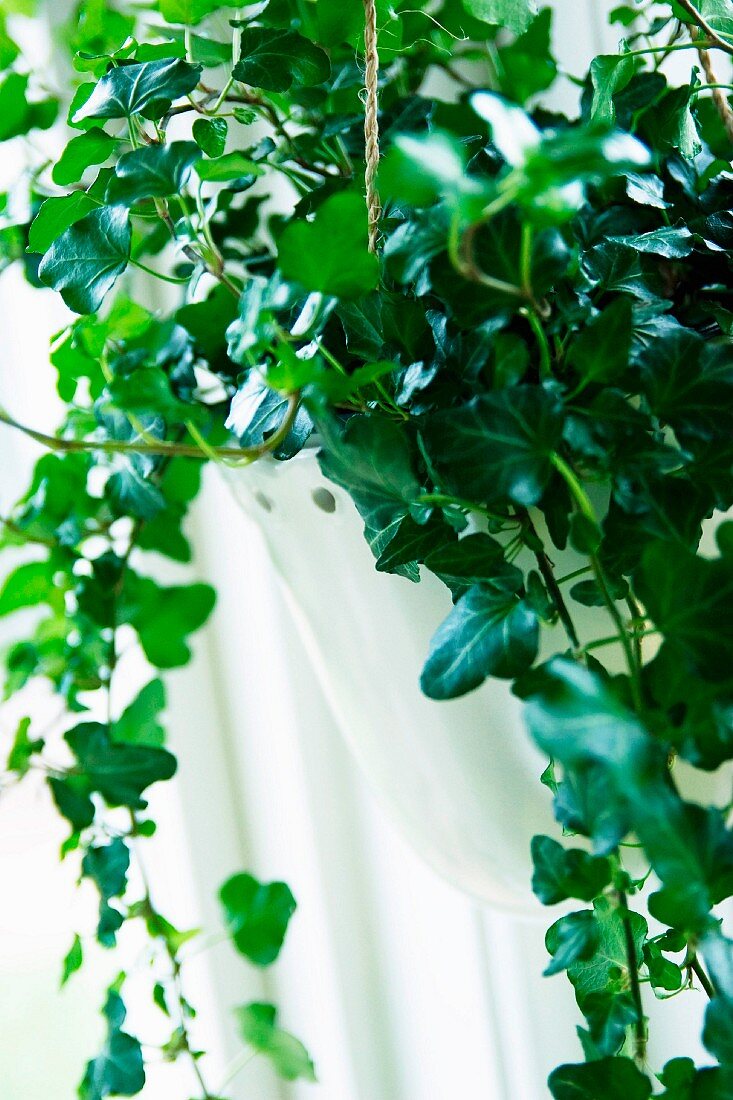 Potted ivy on windowsill