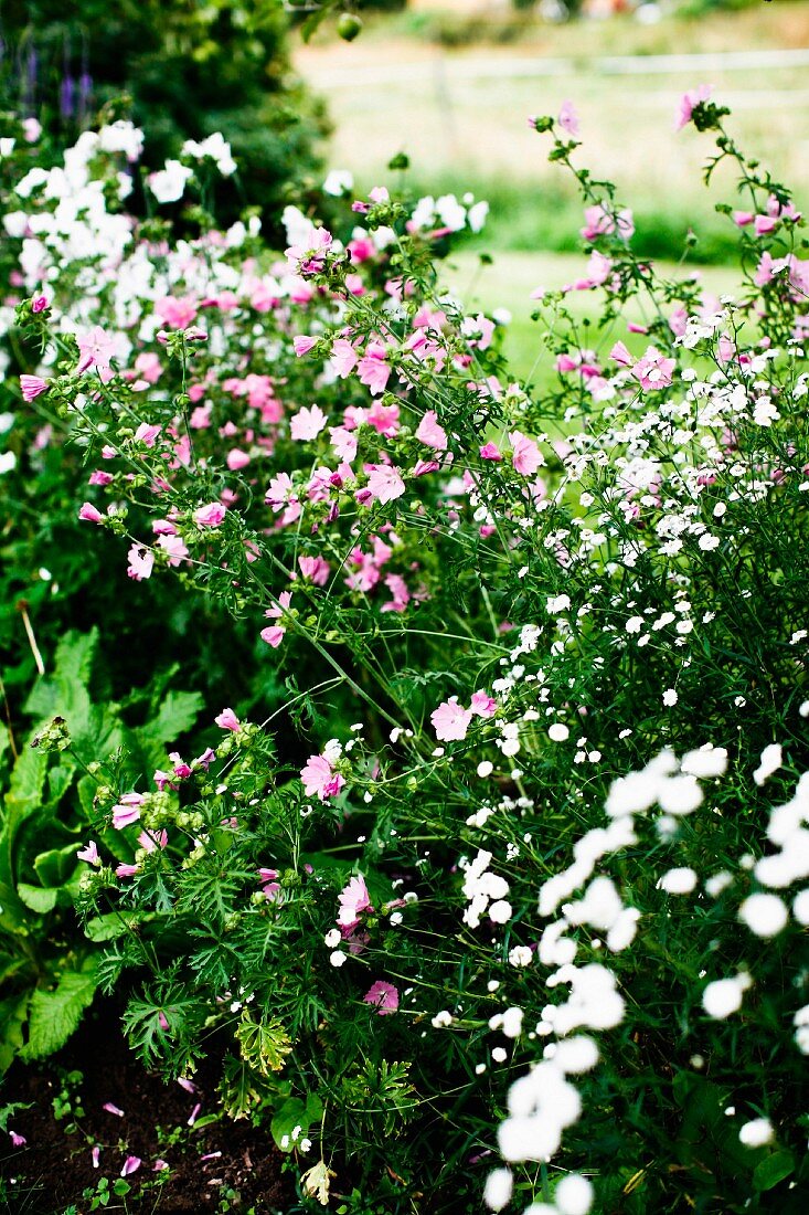 weiße und rosa blühende Blumen im Garten