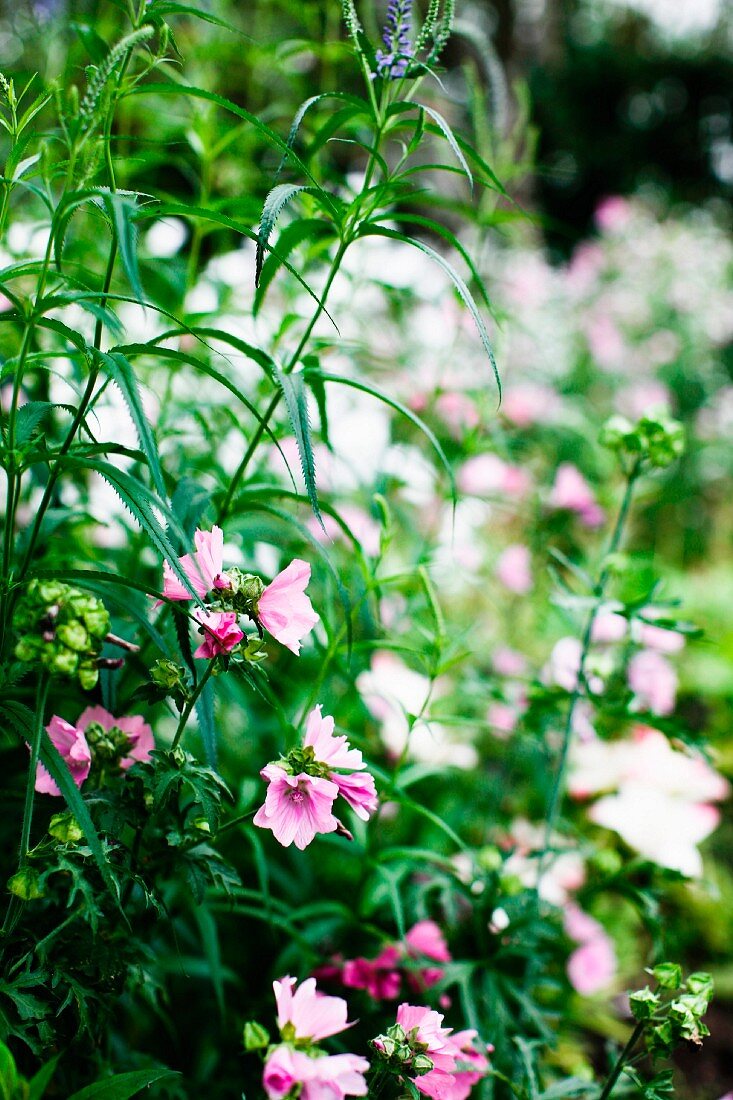 Rosa blühende Wiesenblumen (Bechermalve)