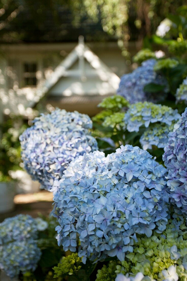Prachtvolle pastellblaue Hortensienblüten mit Wohnhaus im Hintergrund