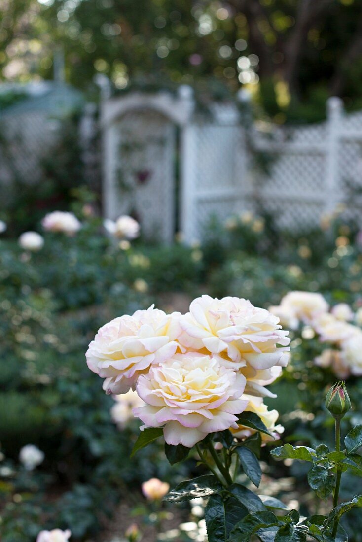 Rosenstock mit weissen Blüten im Garten