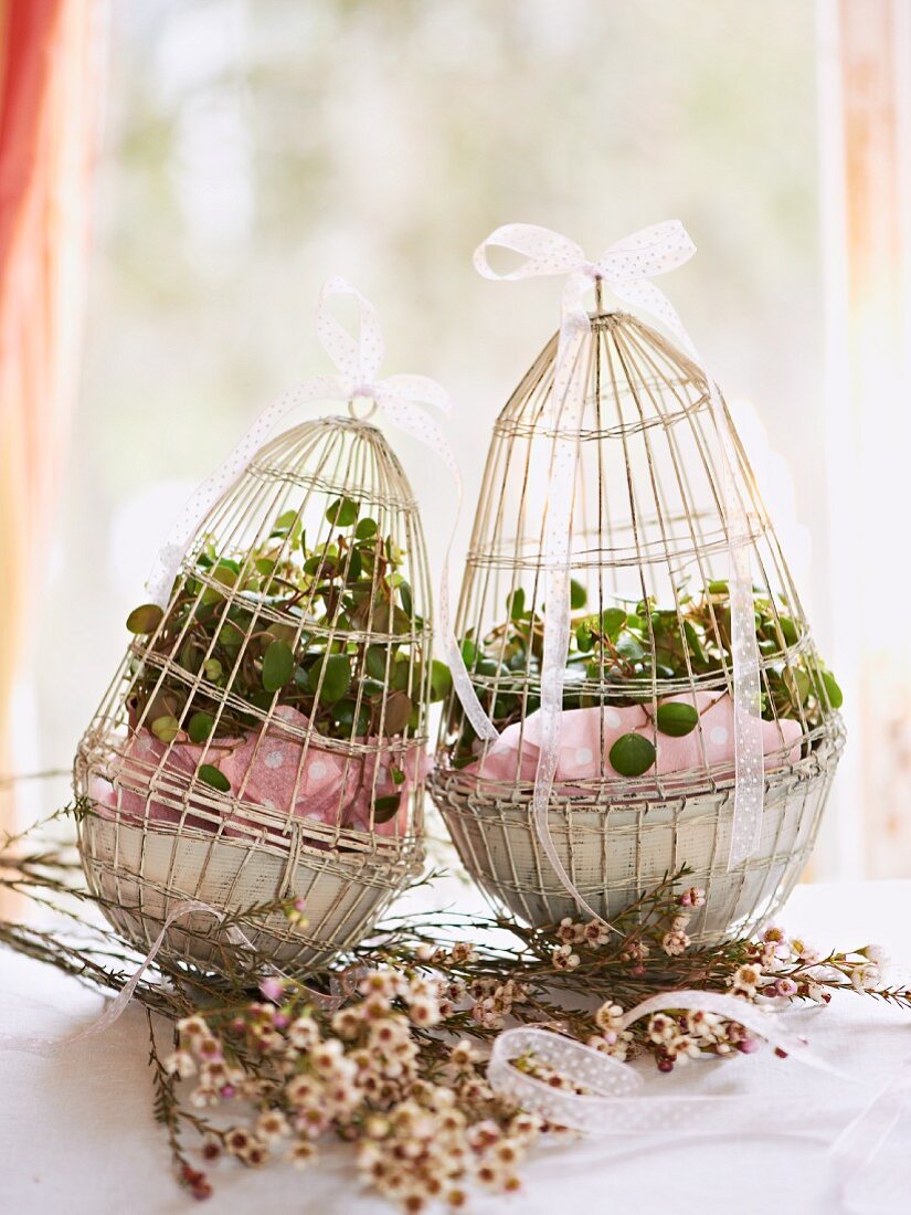 Cress in wire Easter eggs with ribbons on table in front of window