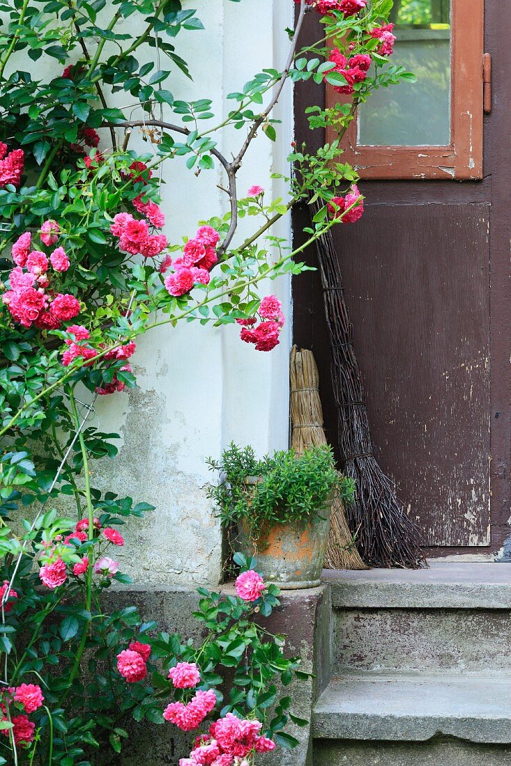 Pinkfarbener Rosenstrauch an Hauswand, neben verwitterter Holztür und alte Reisigbesen