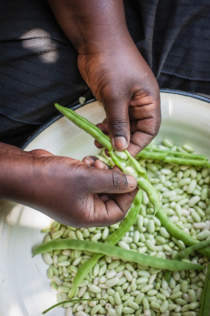 Shelling beans from green pods