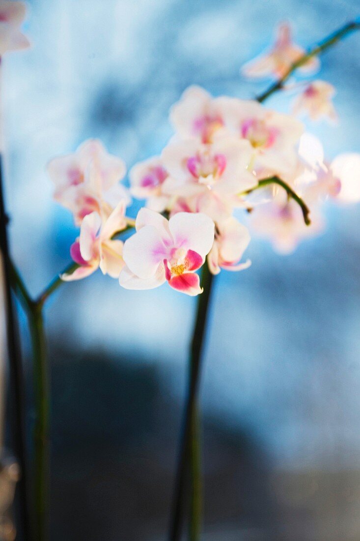 Zarter Orchideenzweig mit weissen Blüten