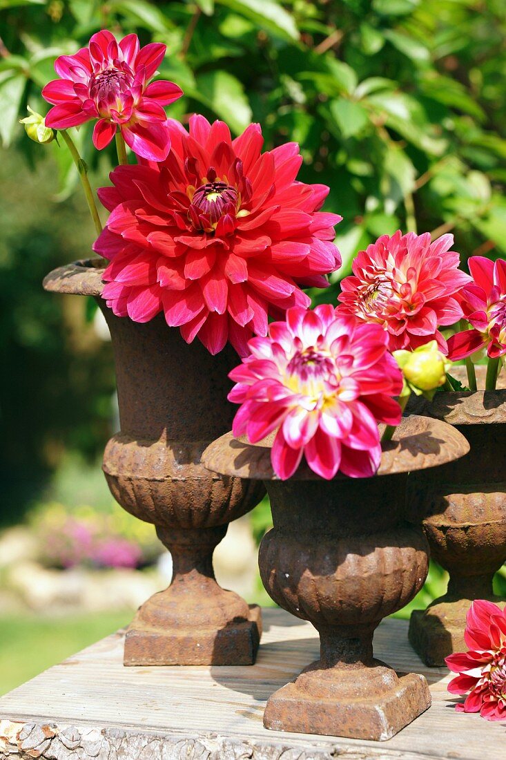 Rusty iron urns of red dahlias in garden