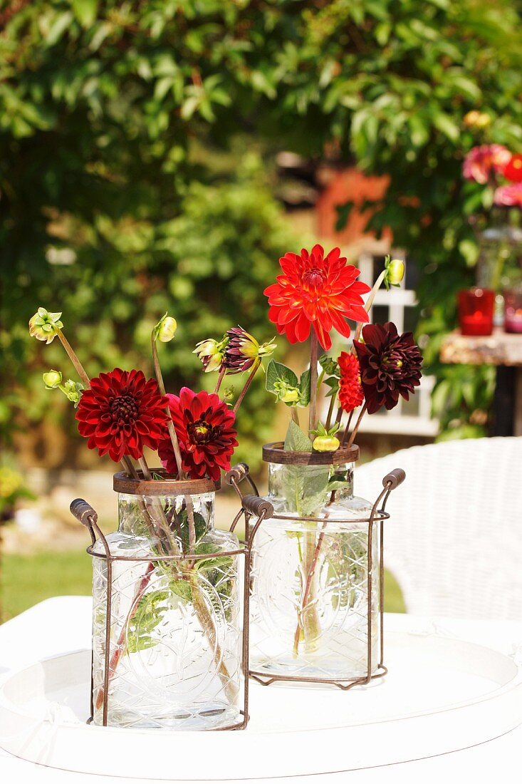 Red dahlias in small glass bottles in metal frames with handles on table in garden