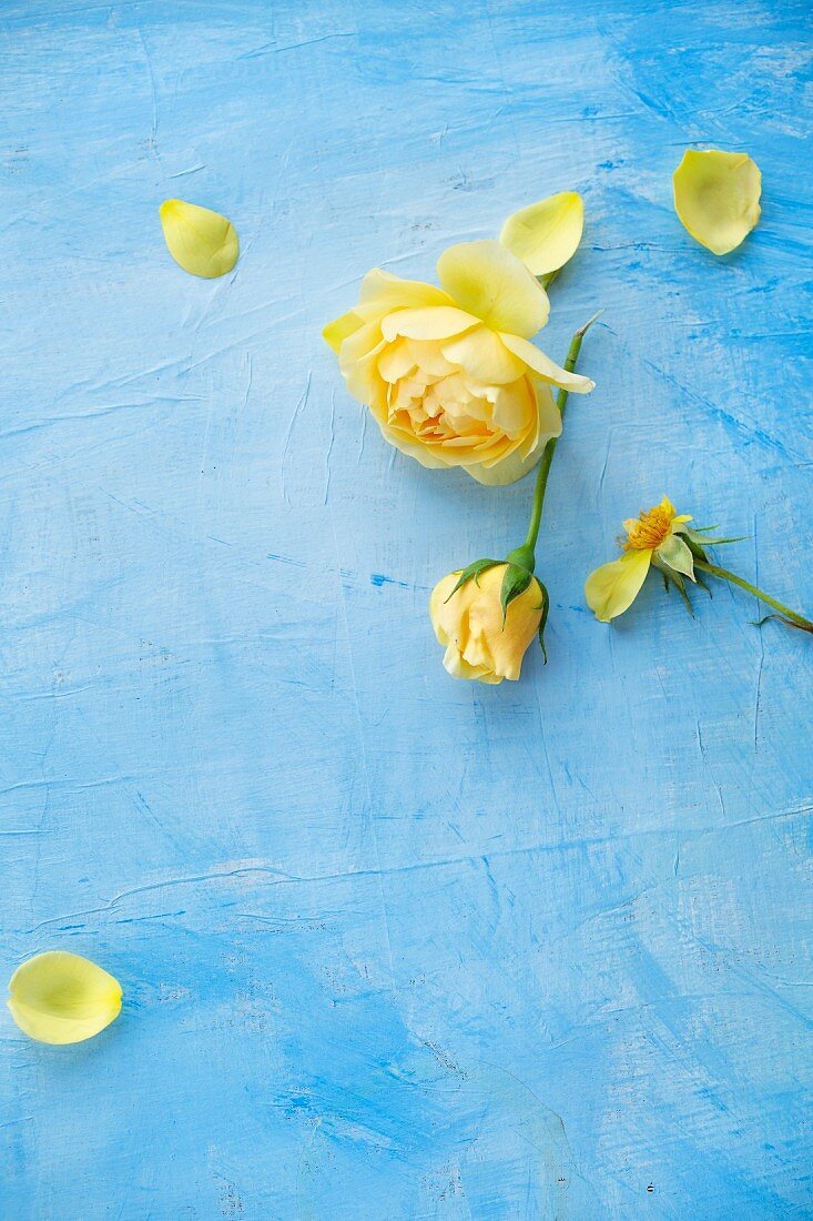 Yellow roses on light blue surface