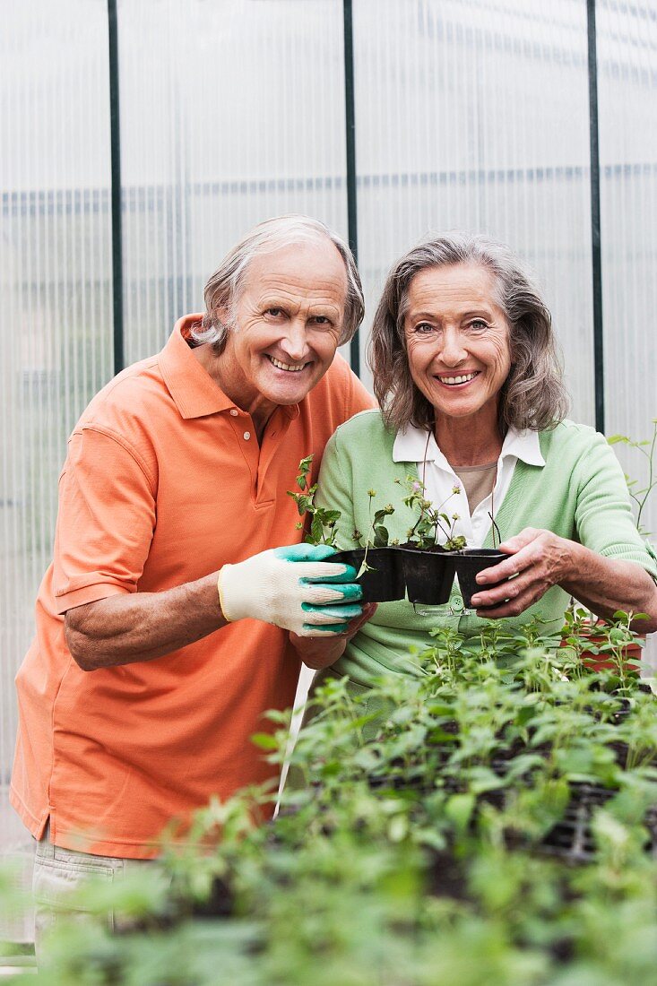 Ein glückliches Paar bei Pflanzarbeiten in Gewächshaus