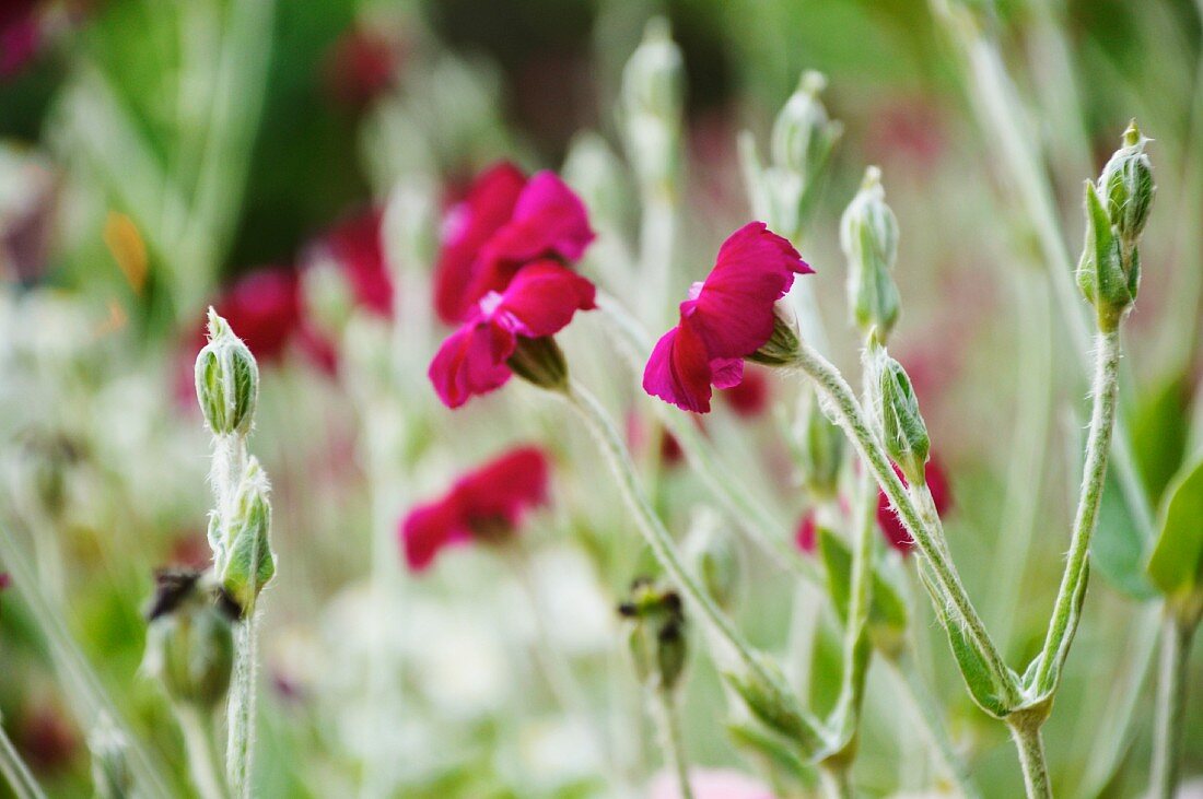 Red carnations in a garden